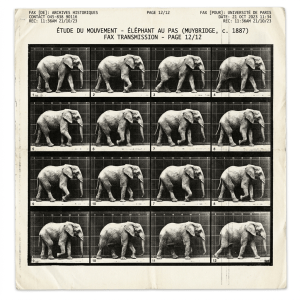 Series of black-and-white sequential photos of an elephant walking with numbered frames and grid background